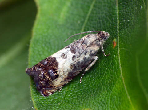 Image of Chestnut leaf roller