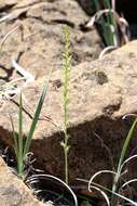 Image of narrow-petal rein orchid