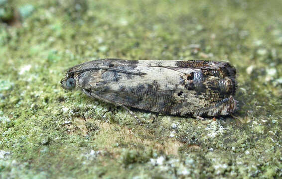 Image of Chestnut leaf roller