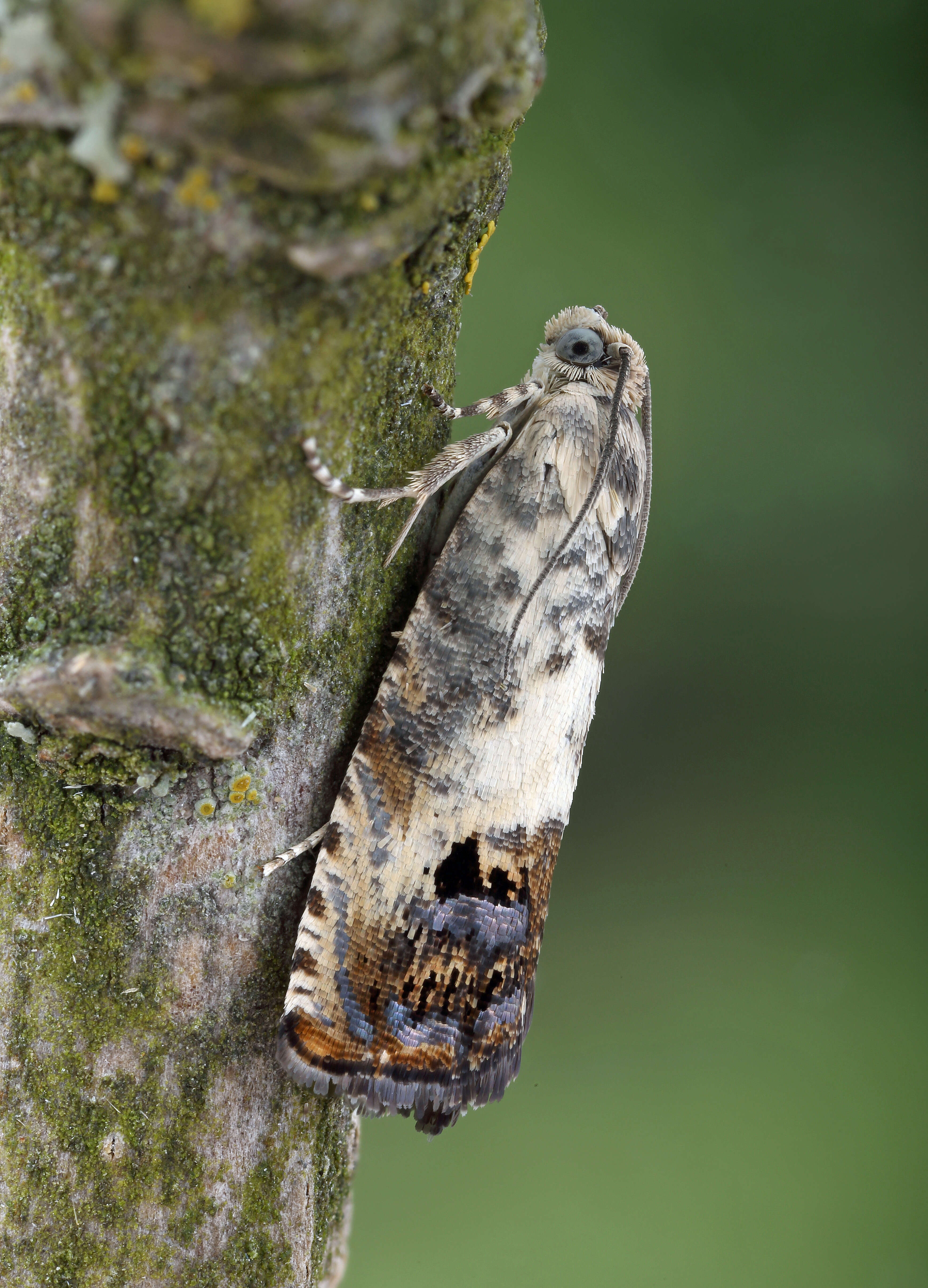 Image of Chestnut leaf roller