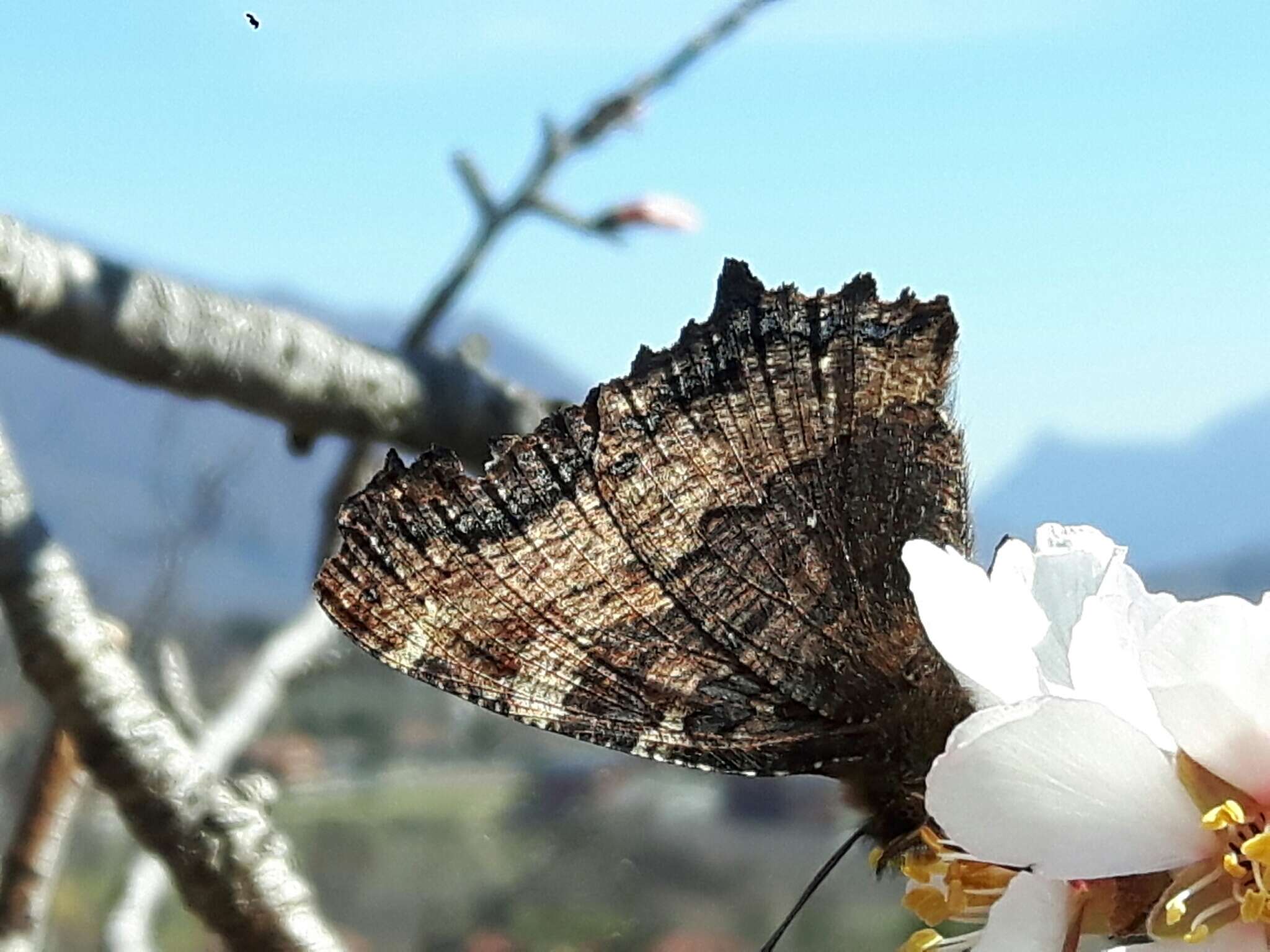 Nymphalis polychloros Linnaeus 1758 resmi