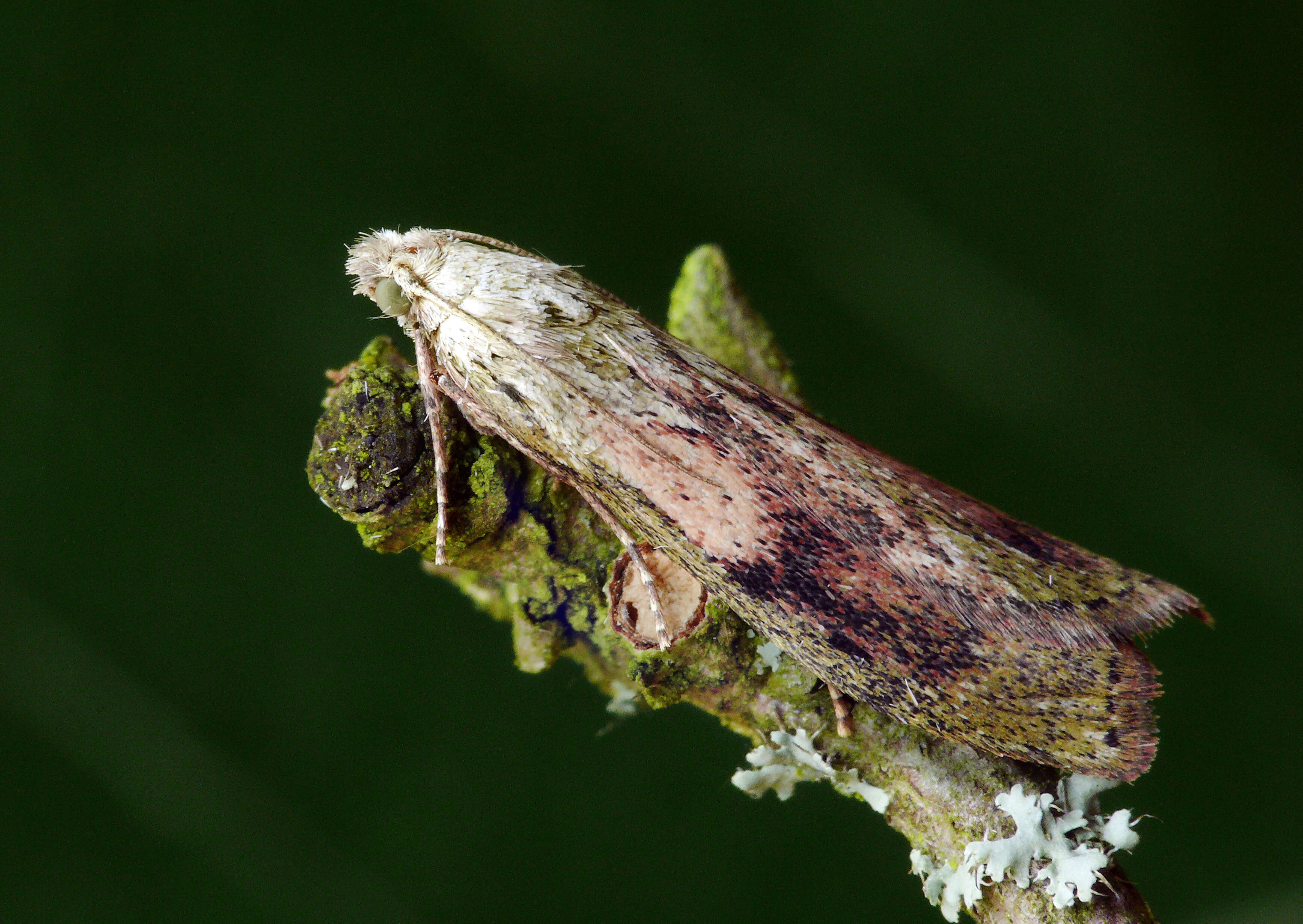 Image de Aphomia sociella Linnaeus 1758