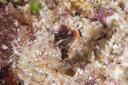 Image of Pontoh`s Pygmy Seahorse