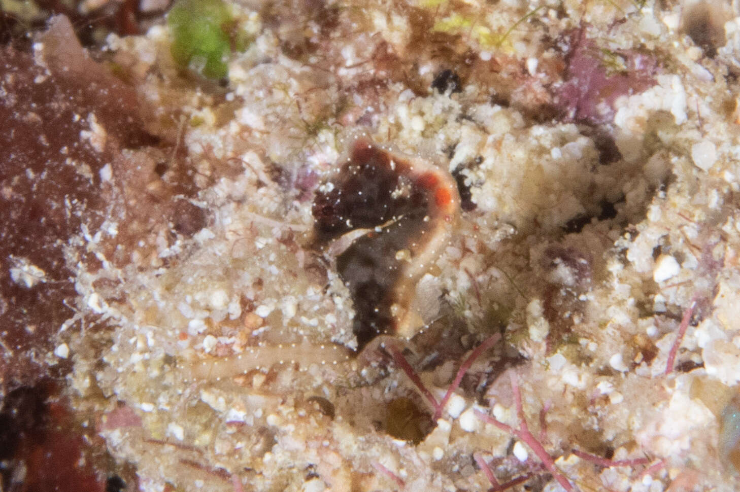 Image of Pontoh`s Pygmy Seahorse
