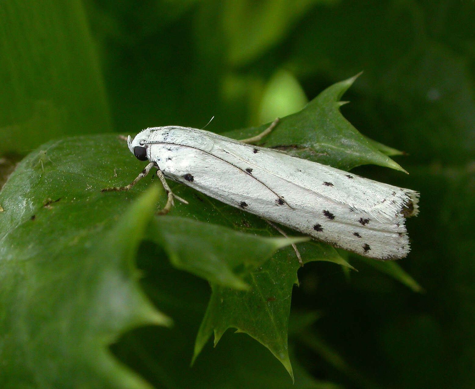 Image of Myelois circumvoluta