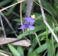 Image of northern bluethread