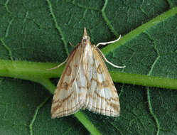 Image of Udea lutealis