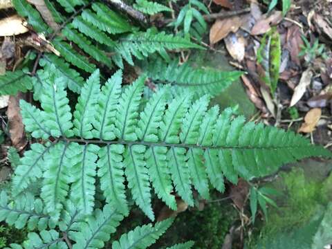 Image of Athyrium leiopodum (Hayata) Tag.