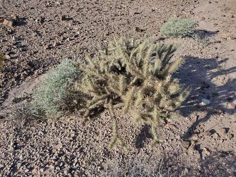 Image of buckhorn cholla