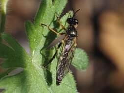 Image de Dioctria rufipes (Scopoli 1763)