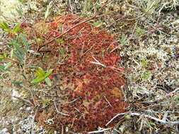 Imagem de Sphagnum capillifolium Hedwig 1782