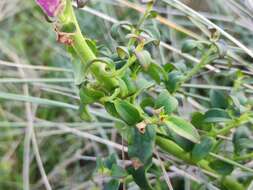 Image of Antirrhinum linkianum Boiss. & Reuter