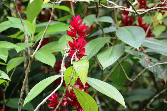 Image of Brazilian red-cloak