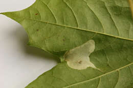 Image of Phyllonorycter joannisi (Le Marchand 1936)