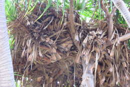 Image de Pandanus tectorius Parkinson ex Du Roi