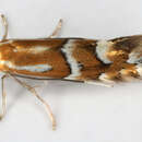 Phyllonorycter hilarella (Zetterstedt 1839) resmi