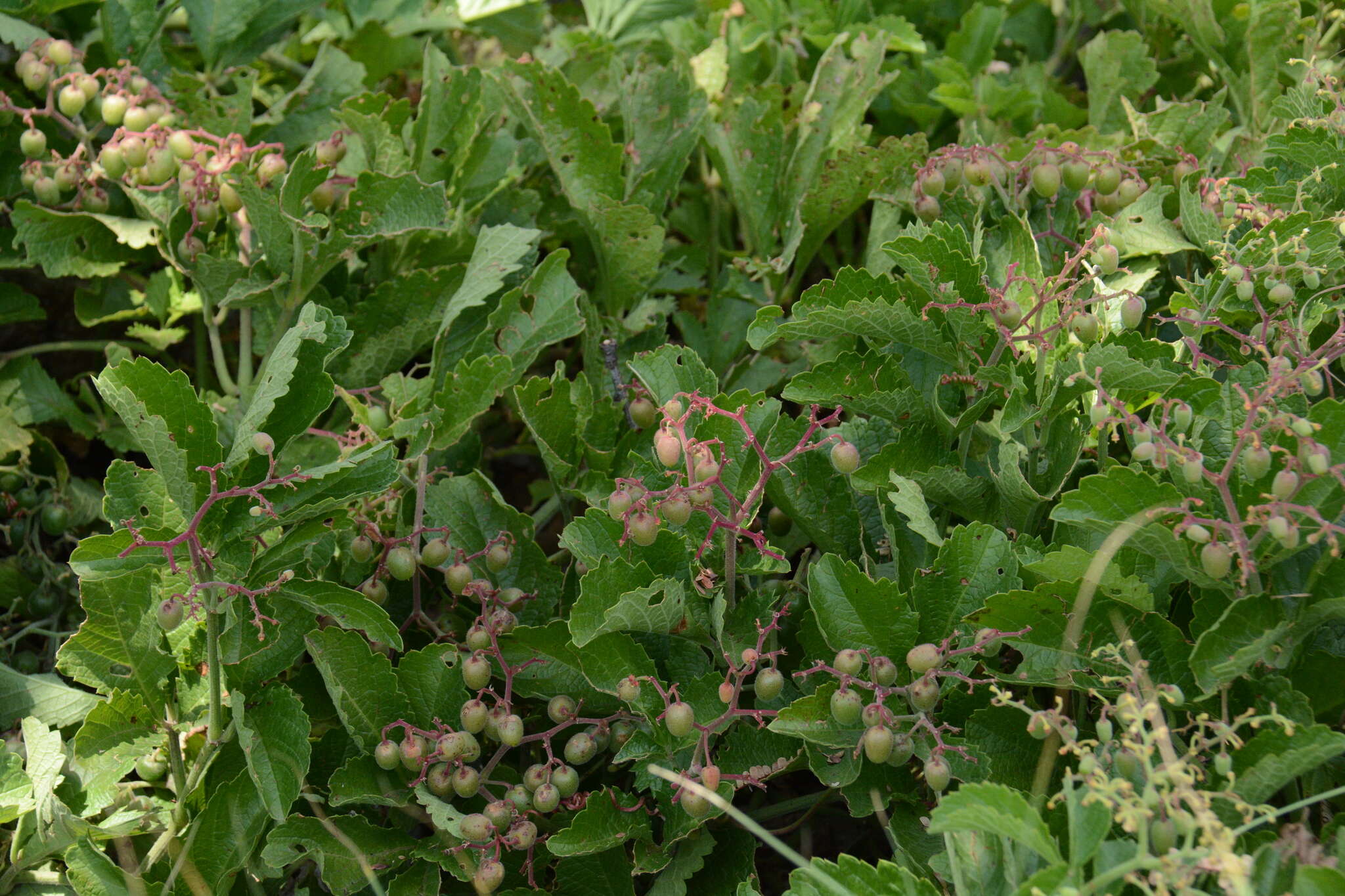 Plancia ëd Cyphostemma lanigerum (Harv.) Descoings ex Wild & R. B. Drumm.