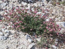 Image of Anthyllis vulneraria subsp. maura (Beck) Maire