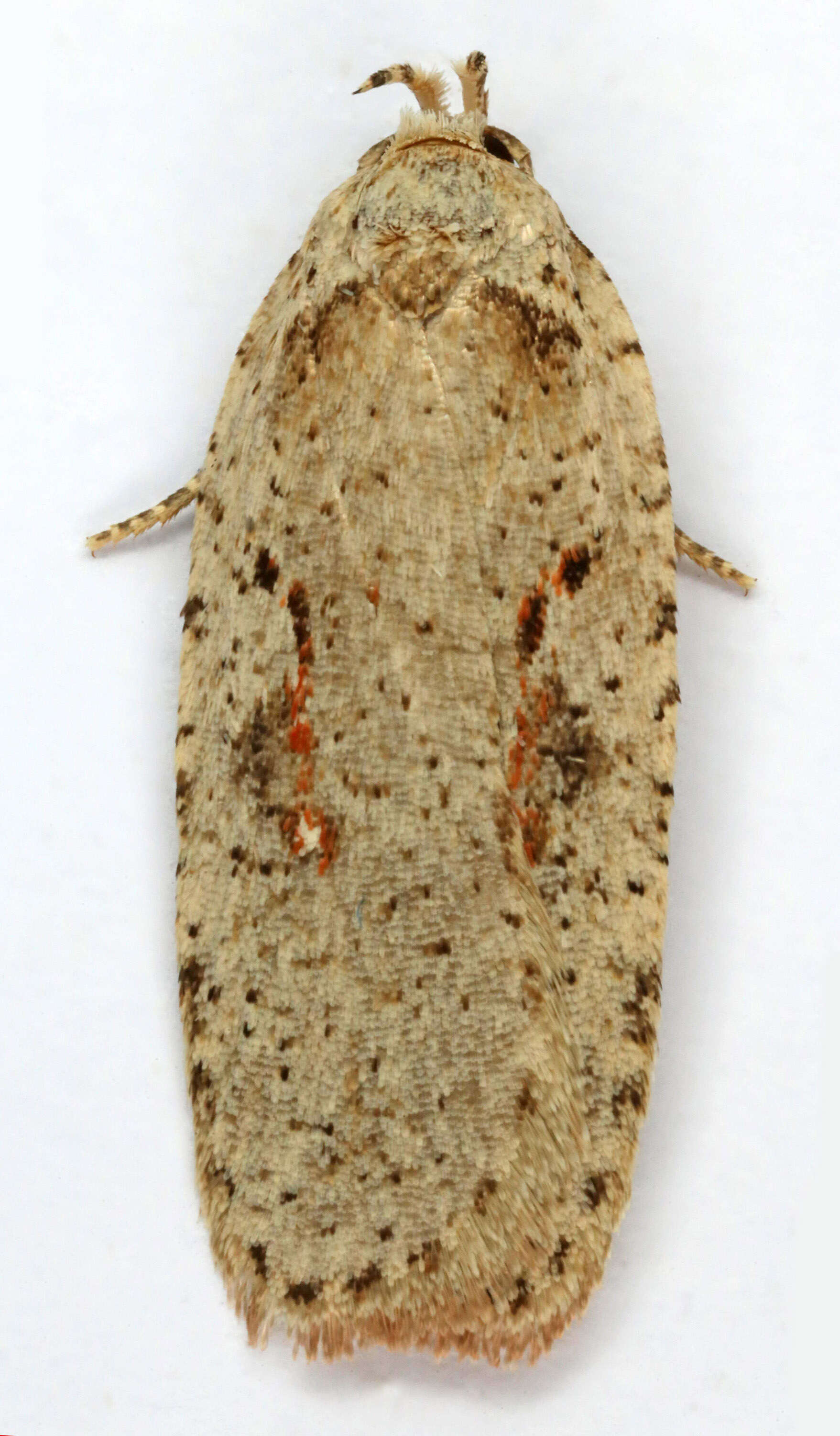 Image of Agonopterix ocellana Fabricius 1775