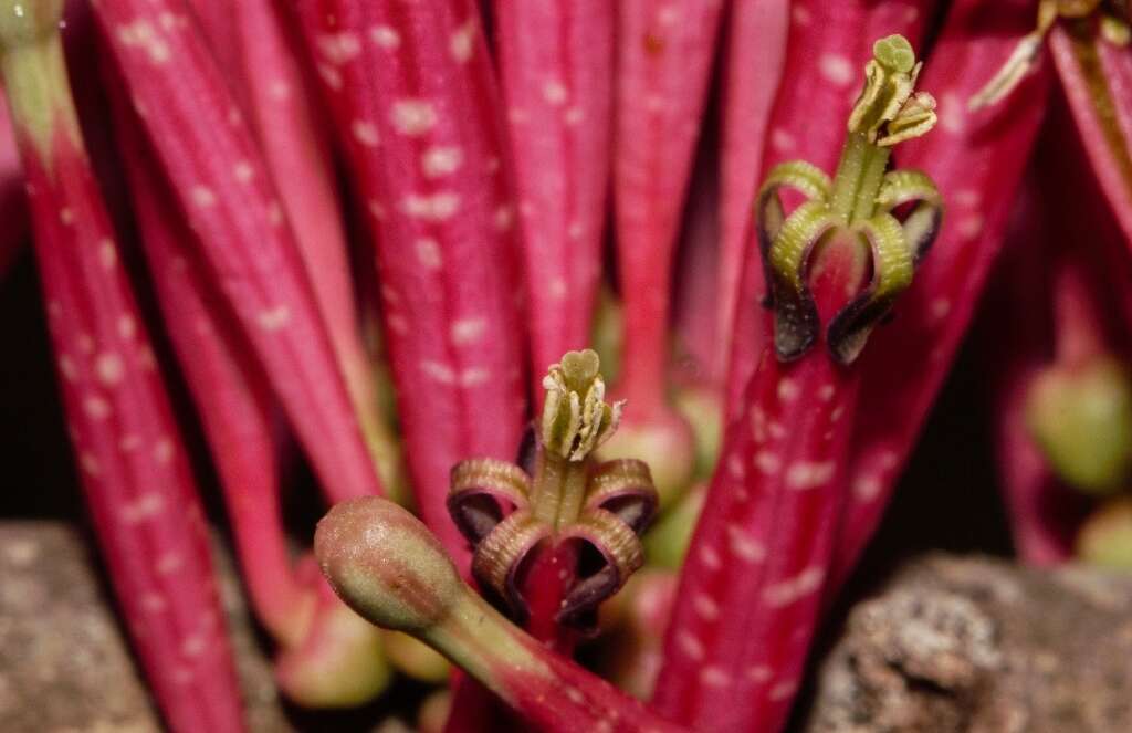 Image of Tapinanthus forbesii (Sprague) D. Wiens