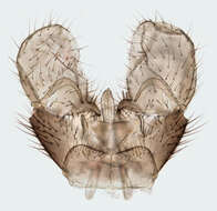 Image of Dicranomyia (Dicranomyia) chorea (Meigen 1818)