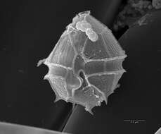 Image of Parvodinium inconspicuum