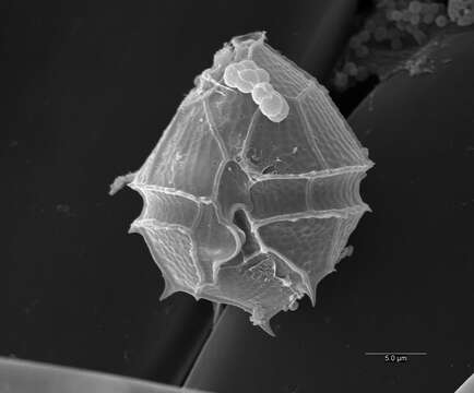 Image of Parvodinium inconspicuum