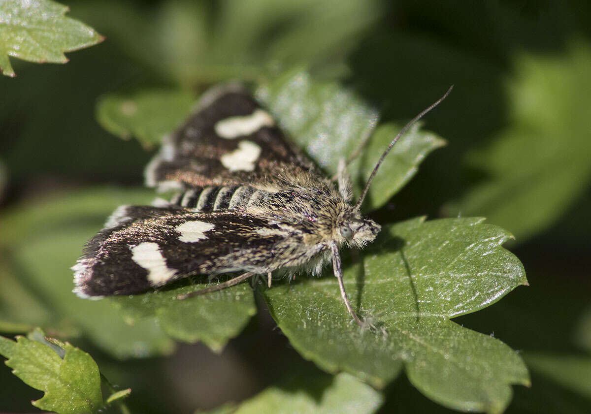 Imagem de Eurrhypis pollinalis