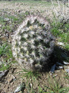 Image of Common Fishhook Cactus