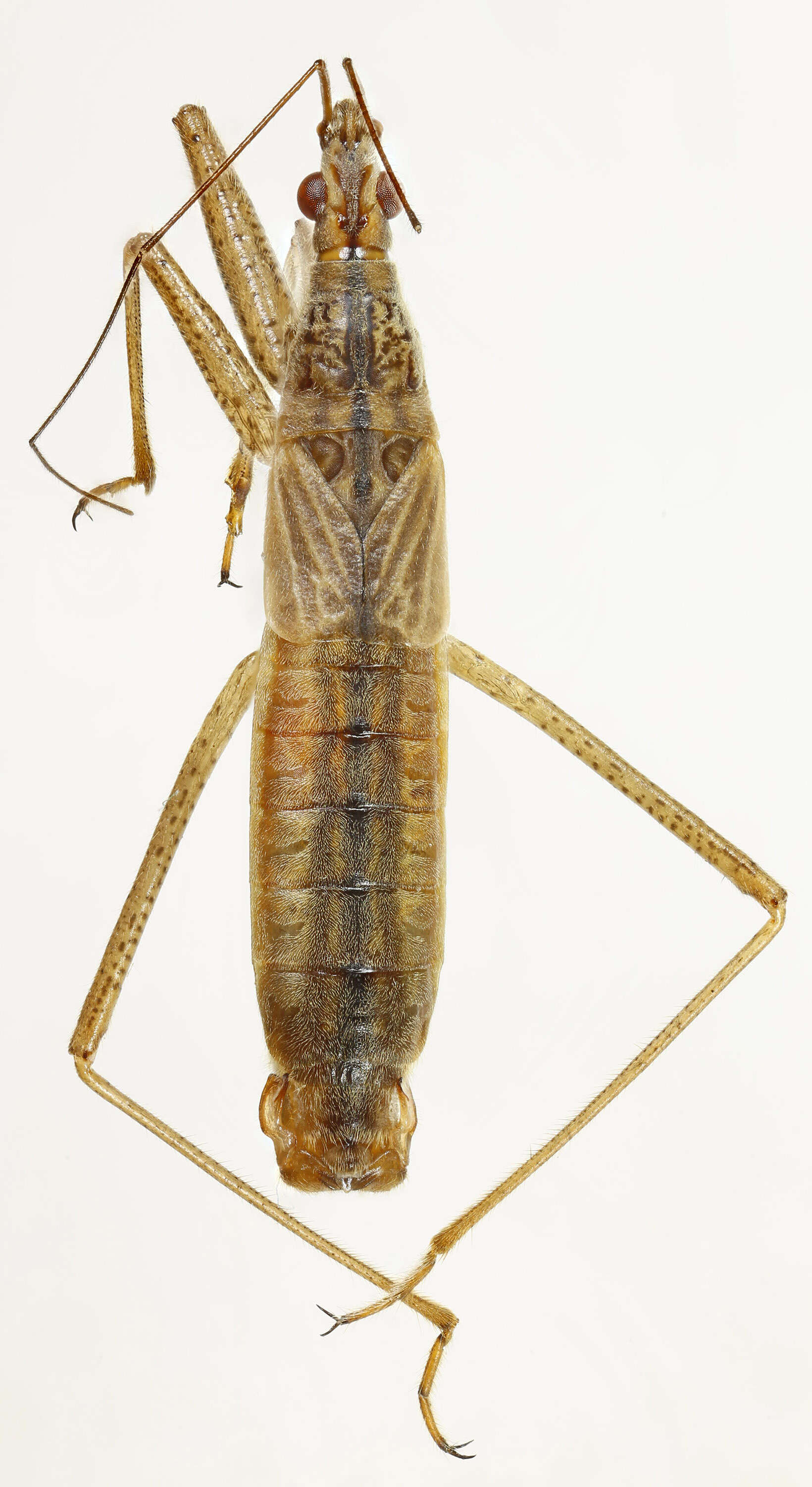 Image of Nabis lineatus