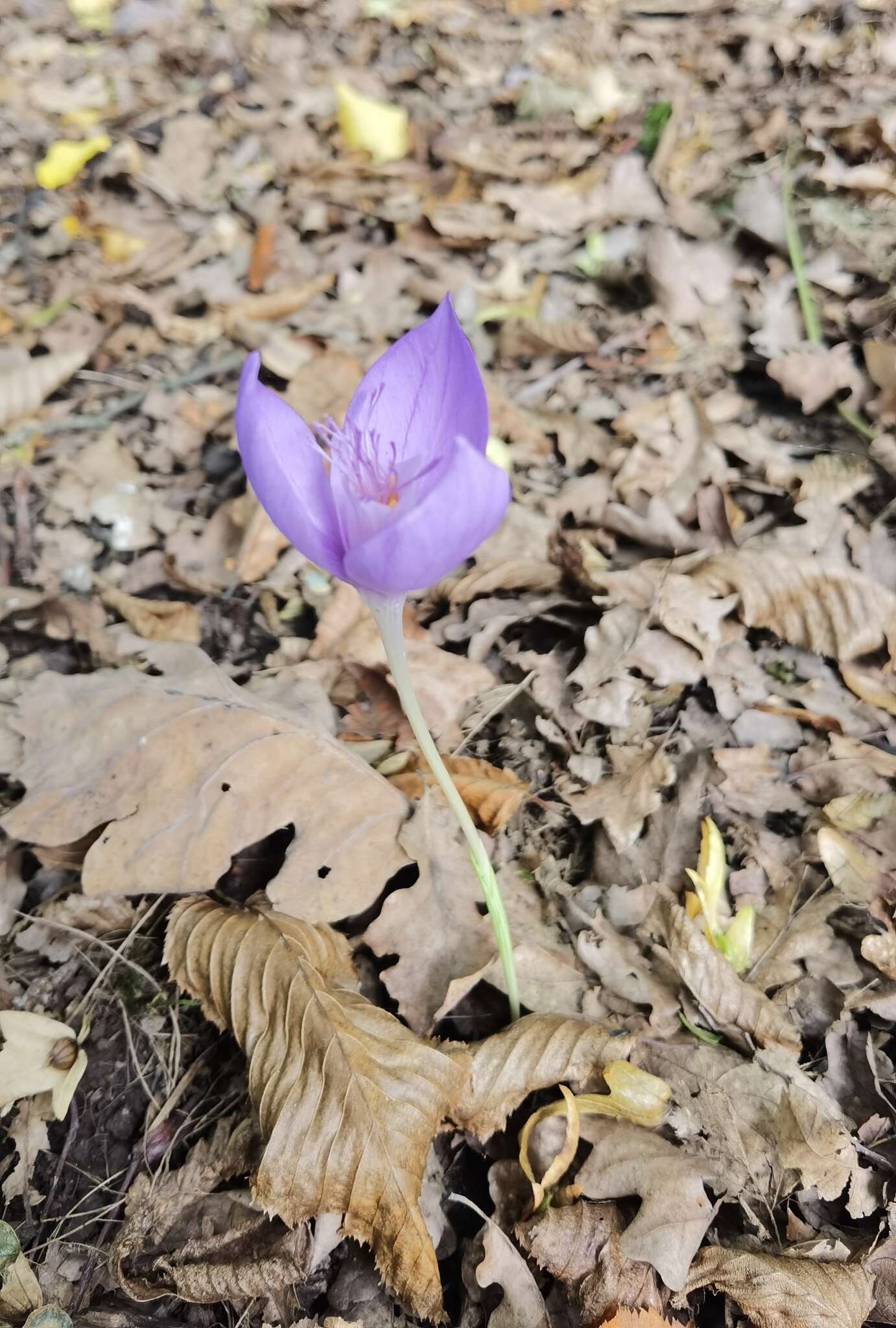 Image of Crocus banaticus J. Gay