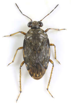 Image of common shorebug