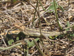 Image of Diporiphora jugularis Macleay 1877