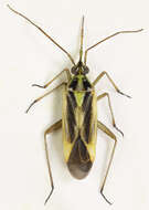 Image of Two-spotted Grass Bug