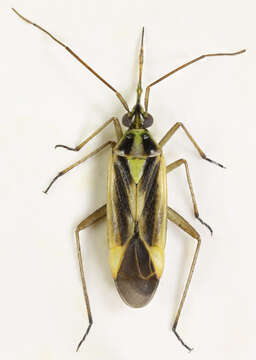 Image of Two-spotted Grass Bug