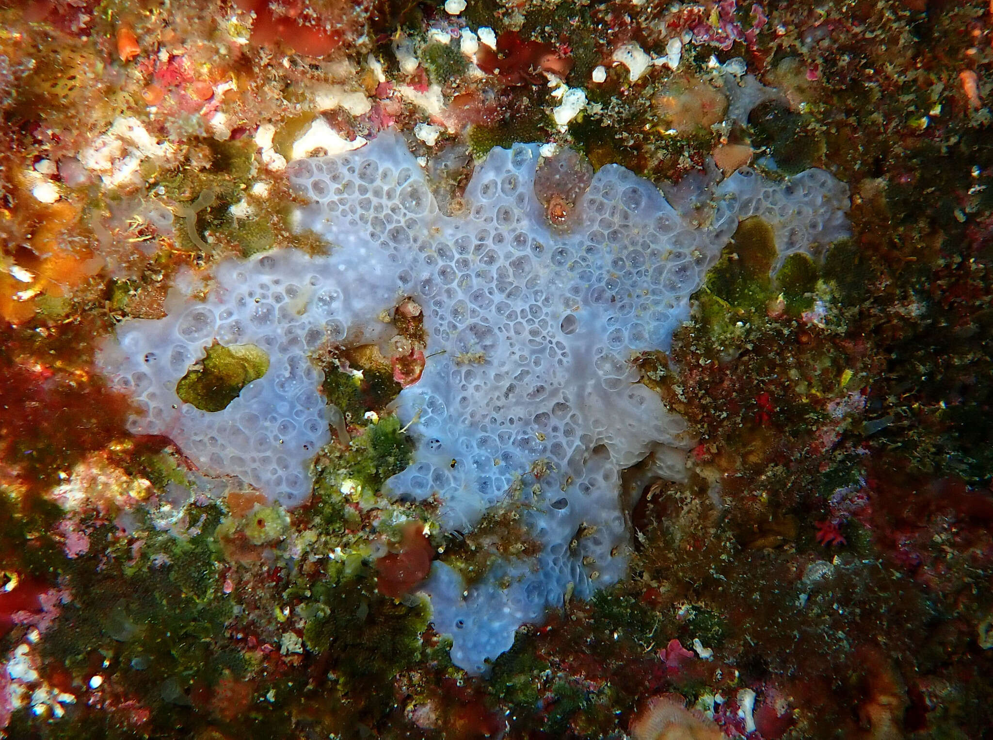 Image of bluish encrusting sponge