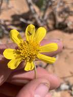 Image de Thelesperma subnudum A. Gray