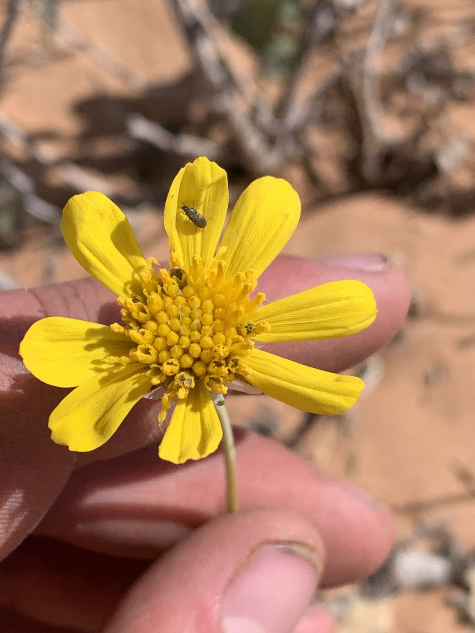 Image de Thelesperma subnudum A. Gray