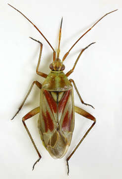 Image of Calocoris roseomaculatus (De Geer 1773)