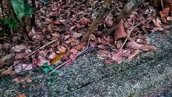 Image of Blue Coral Snake