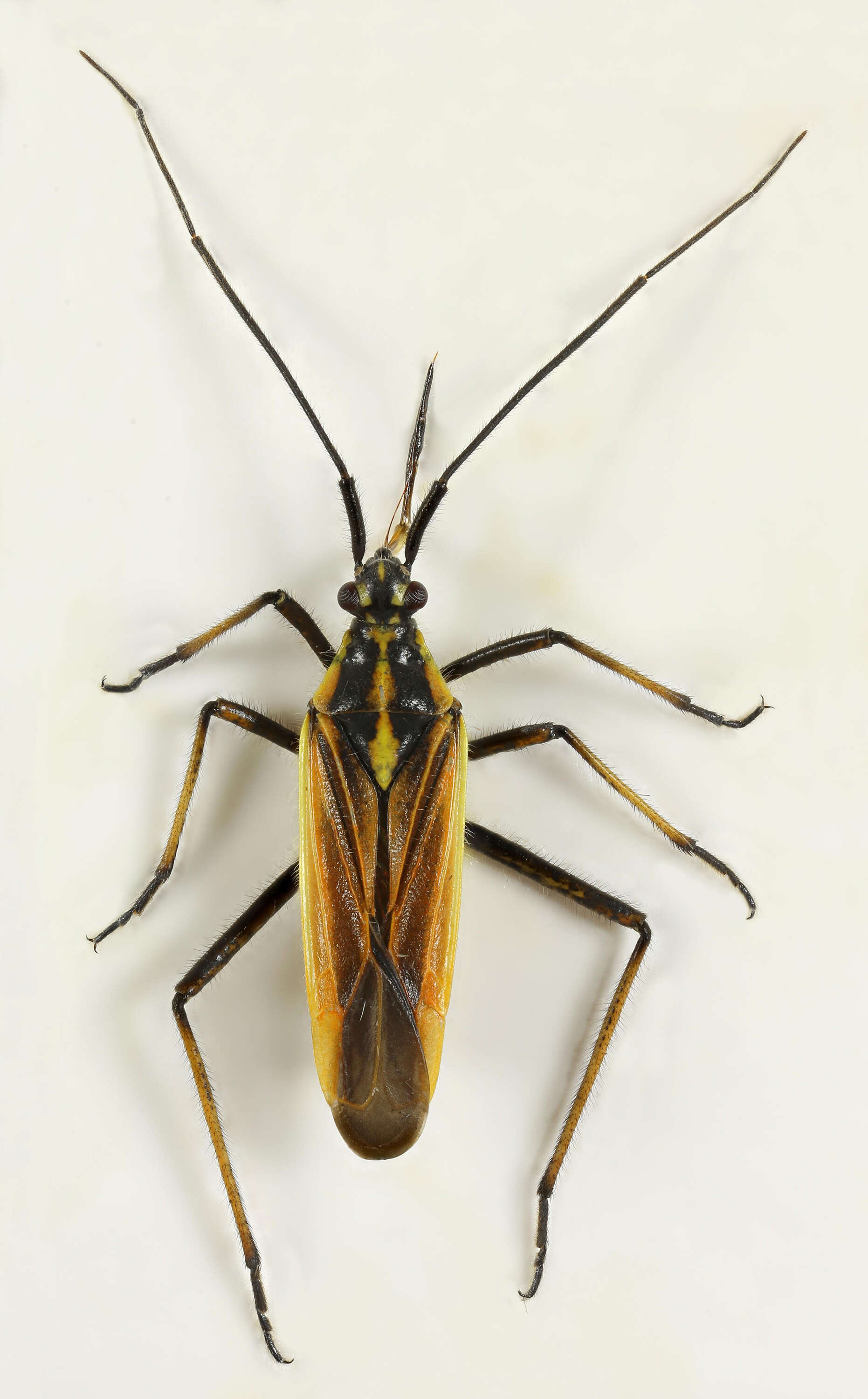 Leptopterna dolabrata (Linnaeus 1758)的圖片