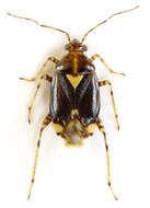 Image of Liocoris