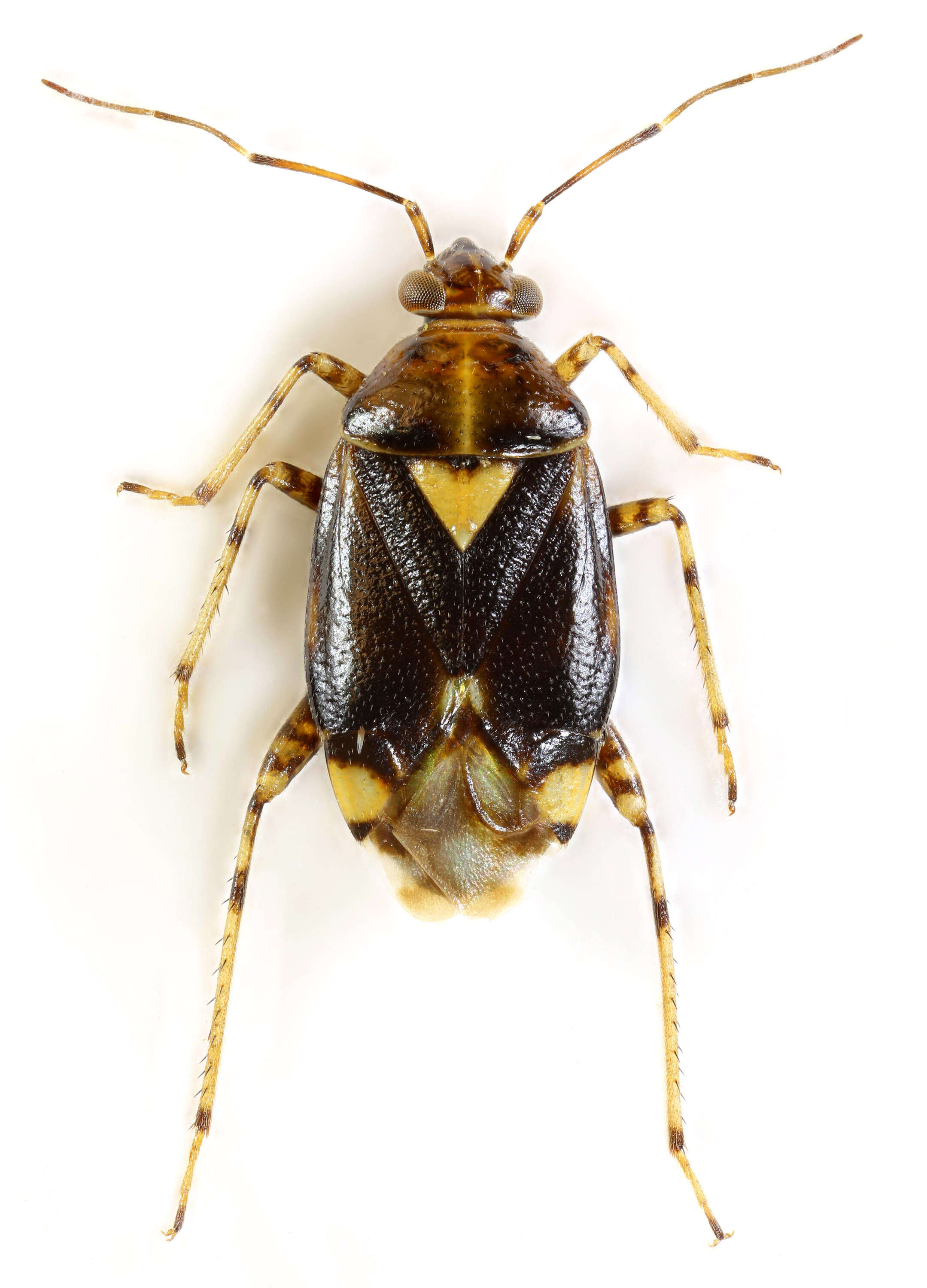 Image of Liocoris