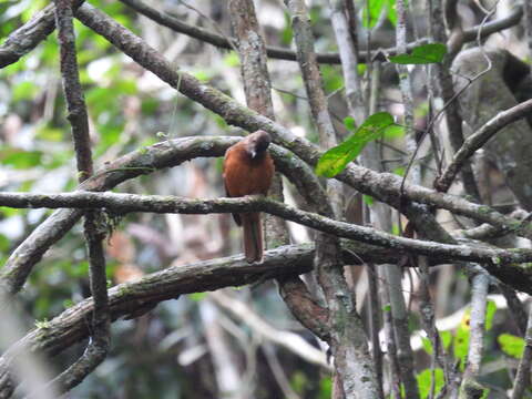 Image of Fraser's Rufous Thrush