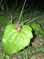 Image of Antilles Robber Frog