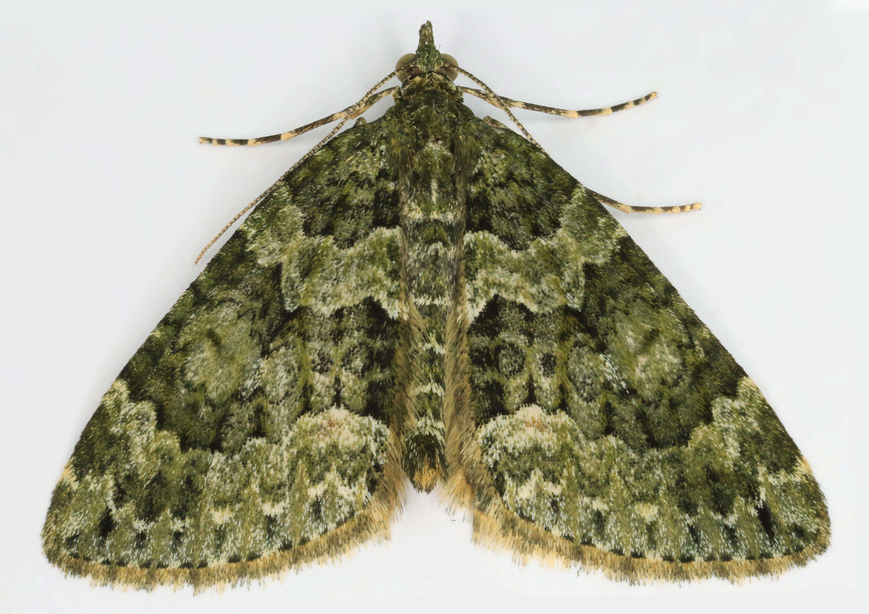 Plancia ëd Chloroclysta miata Linnaeus 1758