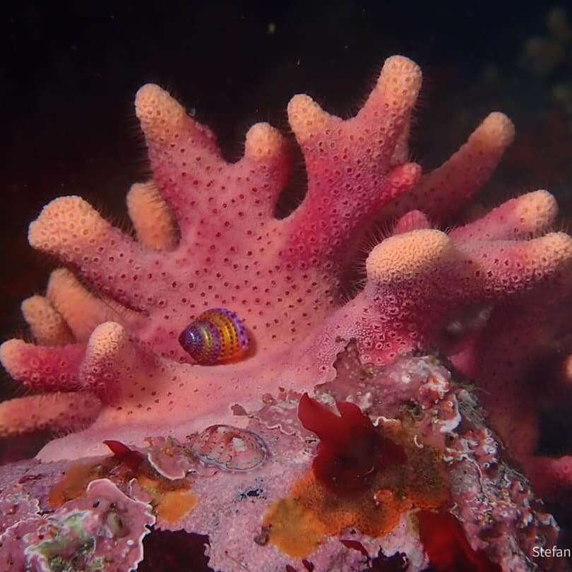 Image of California hydrocoral