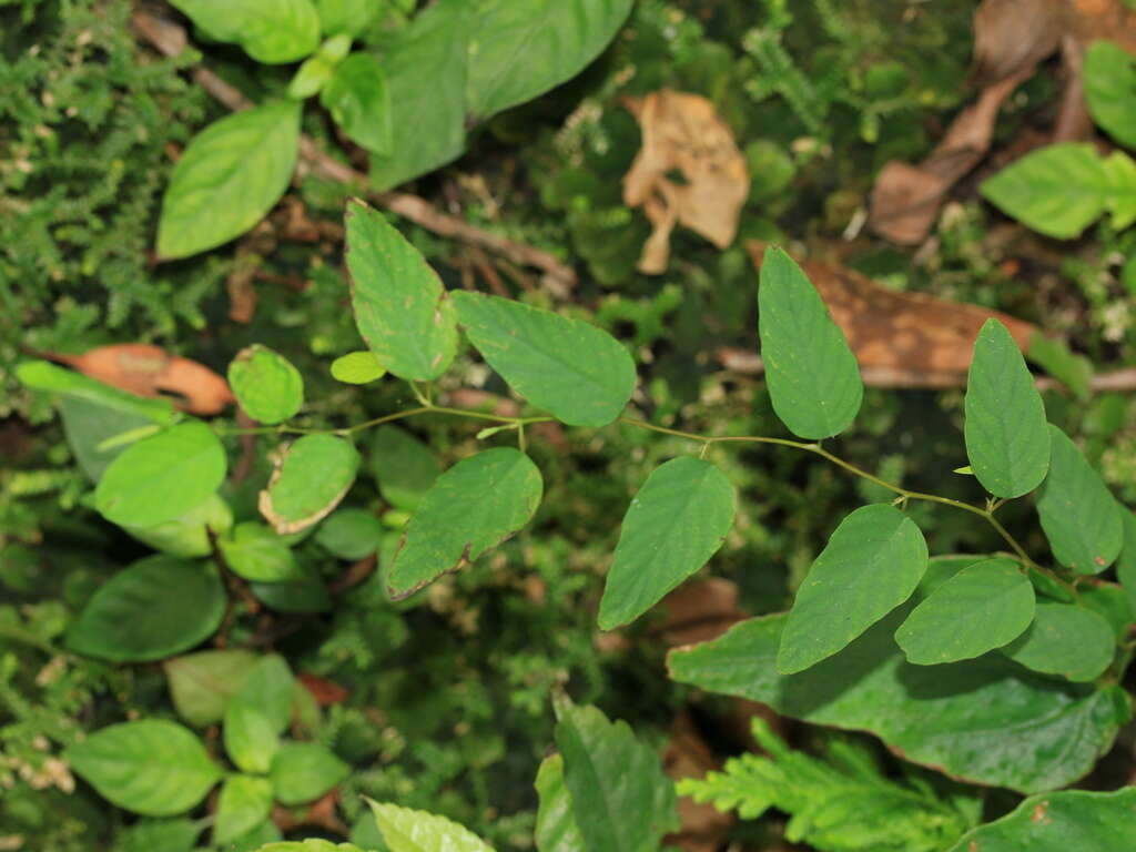 Image of Berchemia formosana C. K. Schneid.