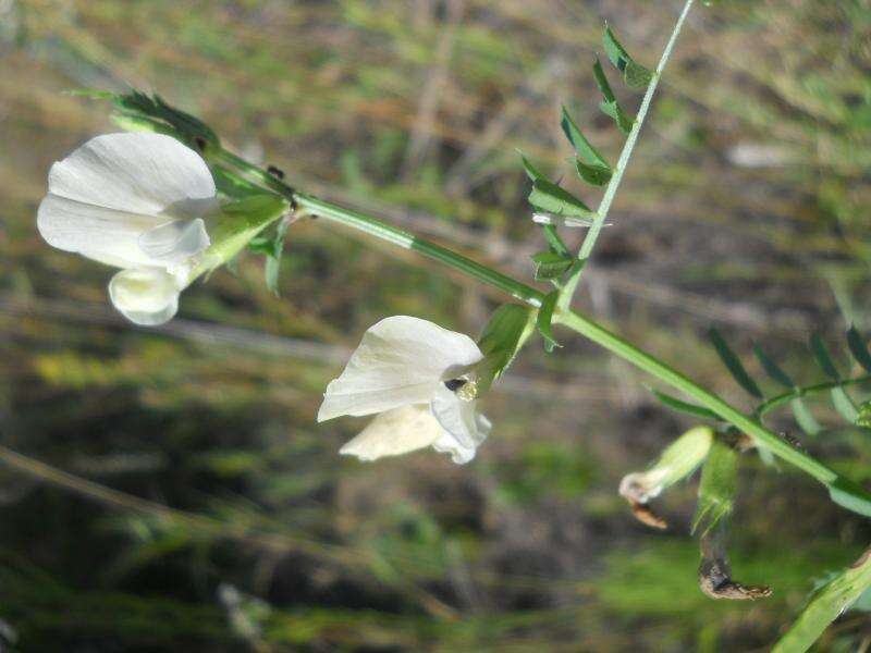 Image of Everlasting-Pea