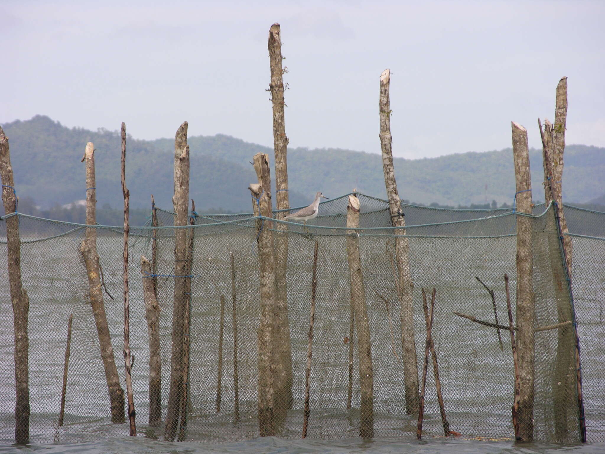 Image of Nordmann's Greenshank